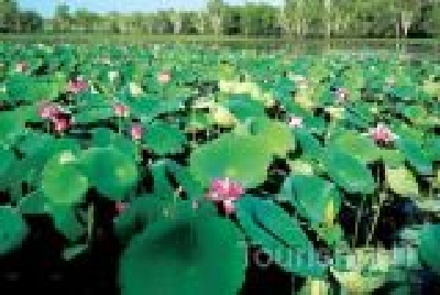 Kakadu NP Yellow Waters-NT KAK Yellow 4.jpg